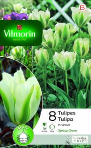 Tulipe Viridiflora Spring Green (x8)